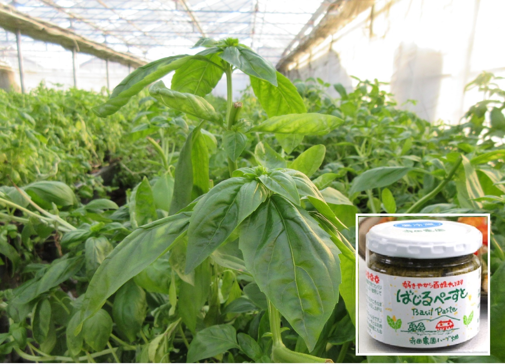 【イタリア料理に欠かせないバジル】