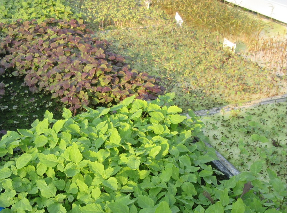 【マイクログリーン】