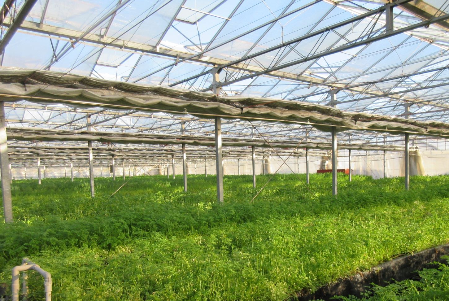 【ハウス一面に広がるハーブ】