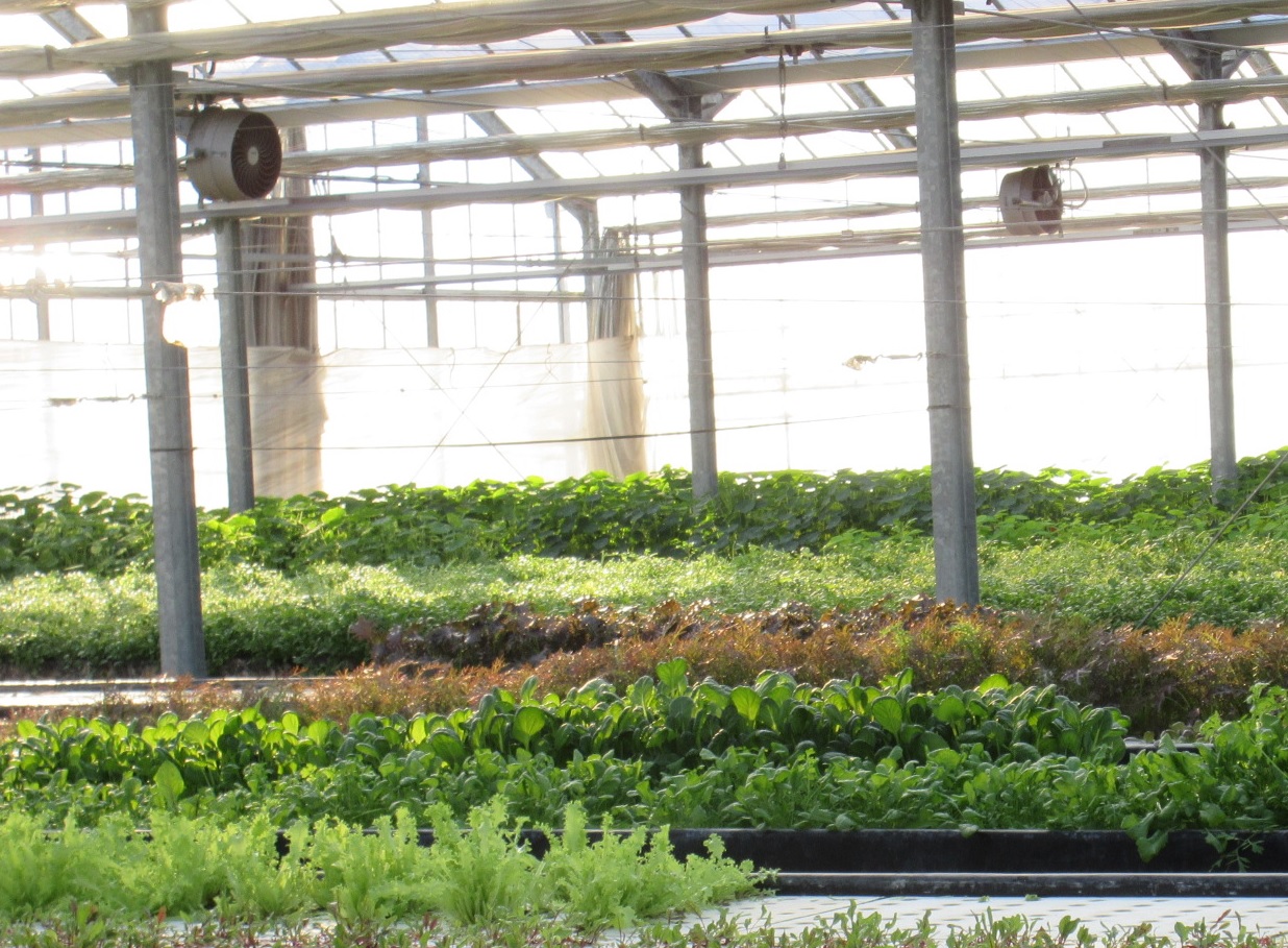 【様々なハーブ等が栽培されているハウス内の様子】