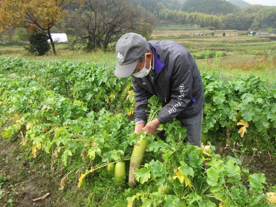 【収穫体験】