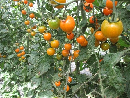 エリートミニオレンジ