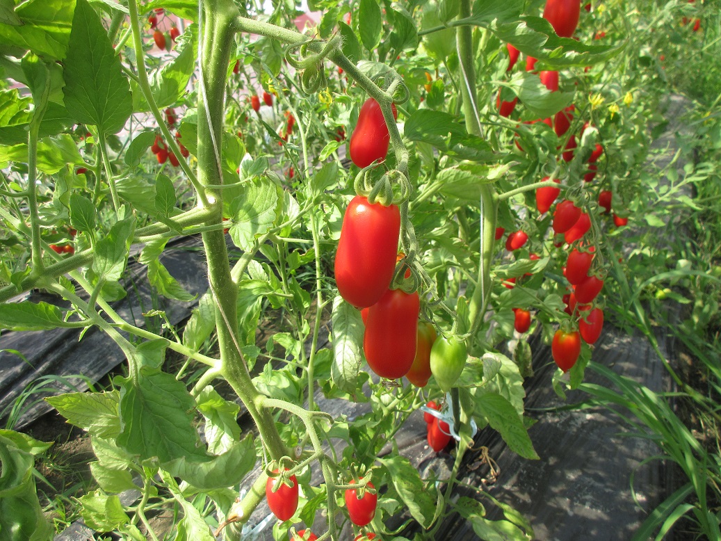 イタリアントマト