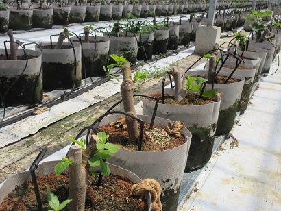 葉が少し出始めている苗木