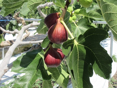赤く色づくいちじく