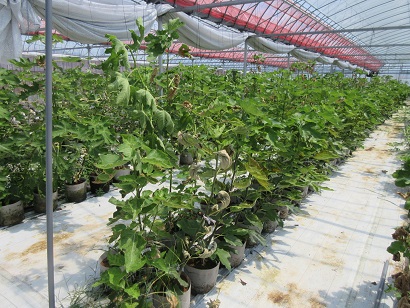 ポットに植えられたイチジクが並ぶ