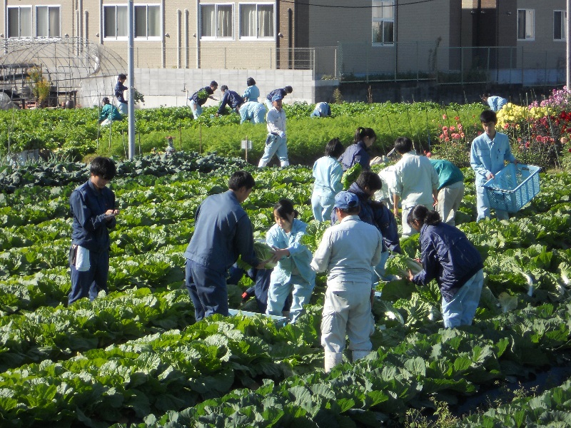 農場では野菜の収穫