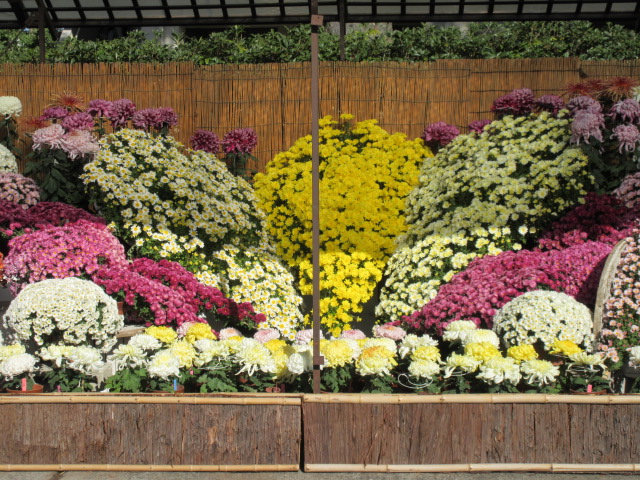 赤白黄色の見事な菊花壇