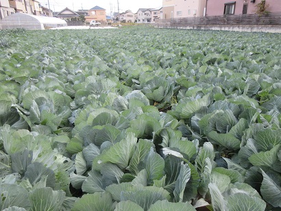 旬を迎える泉州（松波）キャベツ畑