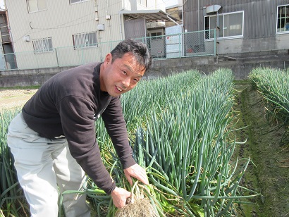 ねぎの収穫作業