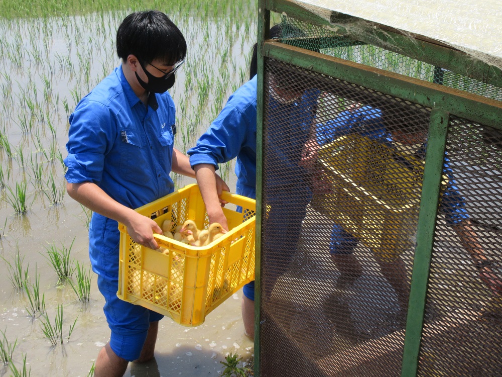 水田放飼する様子