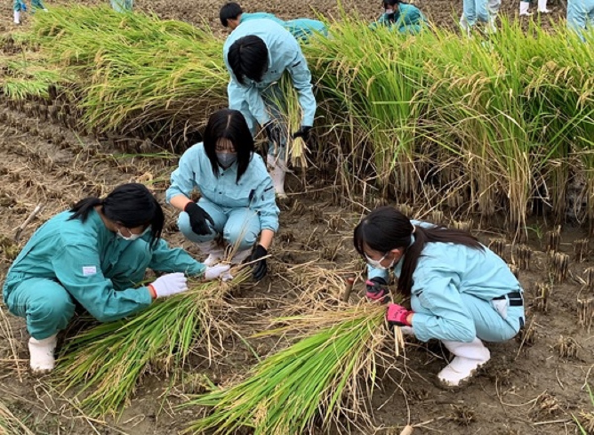 手で稲刈りをする生徒たち