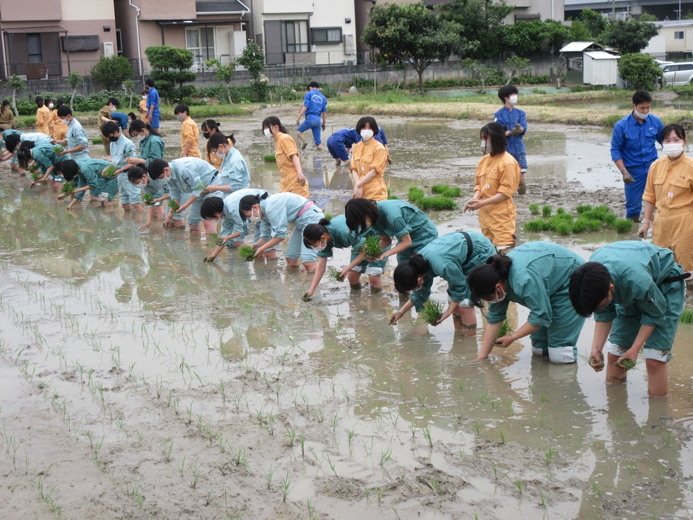 並んで田植えをする生徒