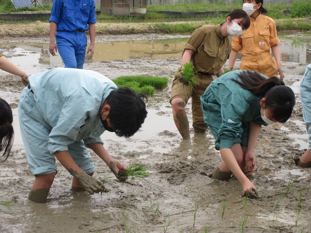 上級生に指導を受けながらの田植え