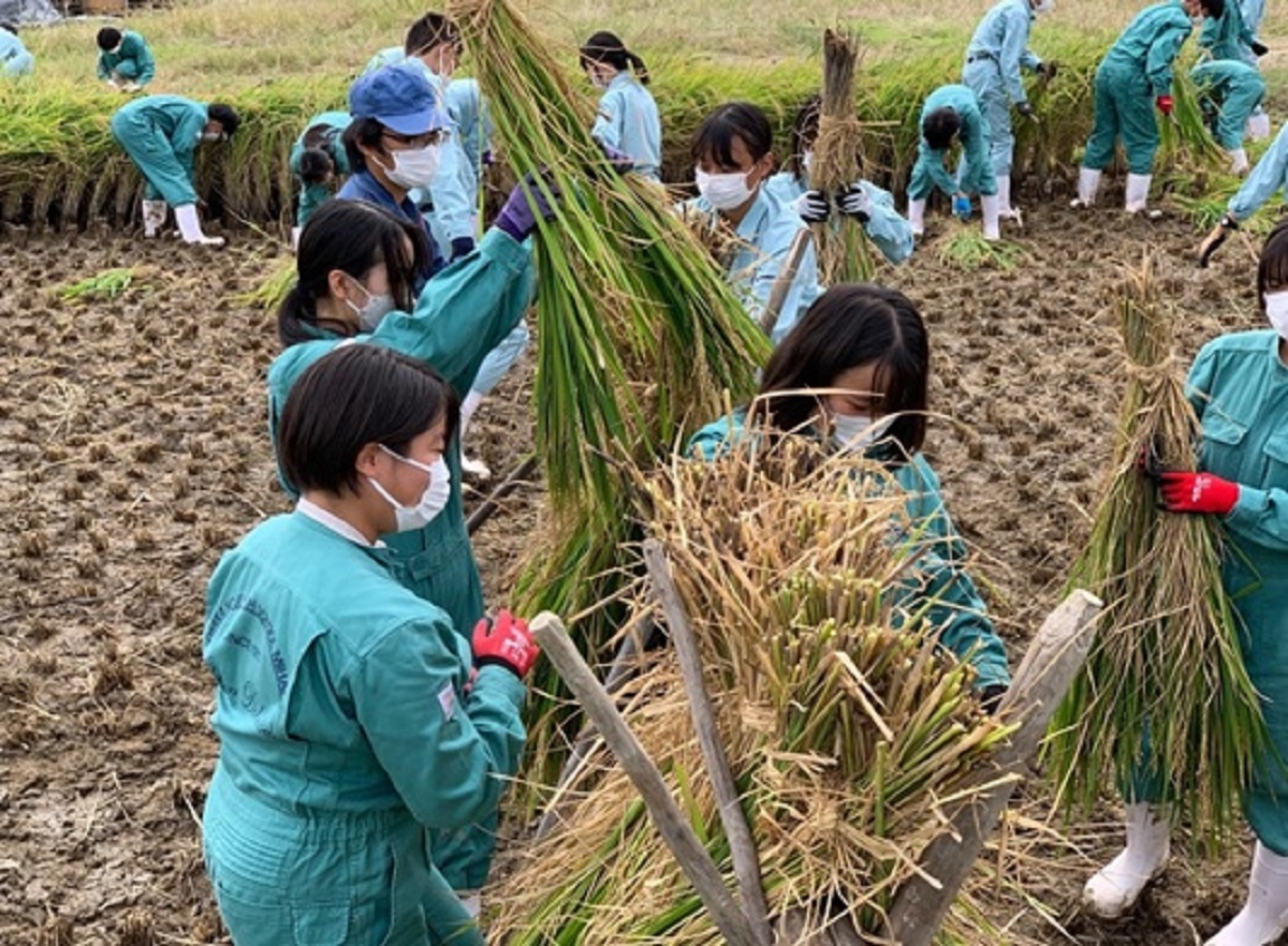 稲架がけする生徒たち
