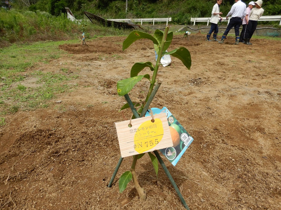 レモンの植樹推進活動の様子