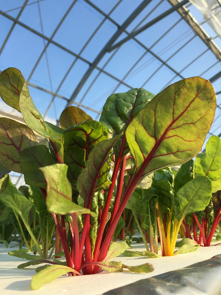 葉物野菜
