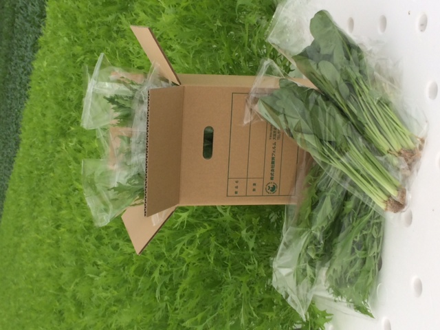 袋詰めされた野菜
