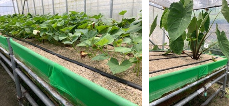 サツマイモとさといもの植わっている様子