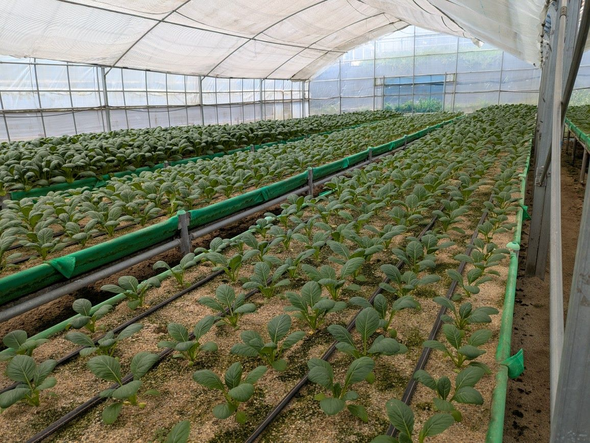 小松菜が植えられているハウス内のようす