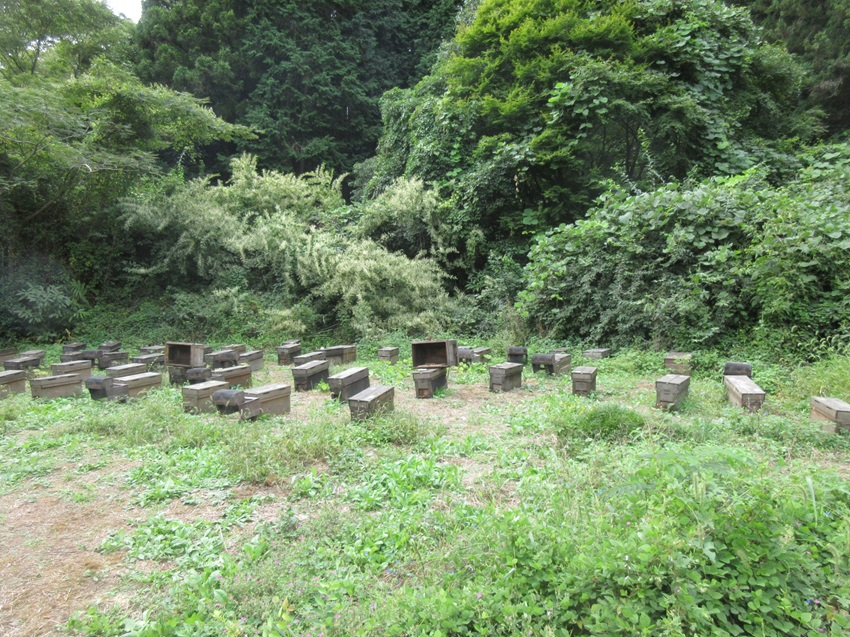 金剛山の麓に置かれた巣箱