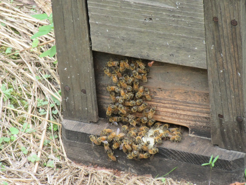 巣箱の出入り口を塞ぐ働き蜂