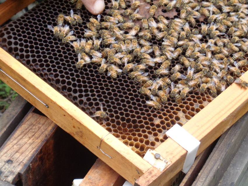 巣箱の中の様子