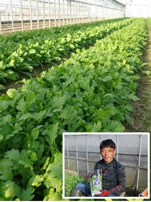 しゅんぎく（春菊）と辻　栄治さん