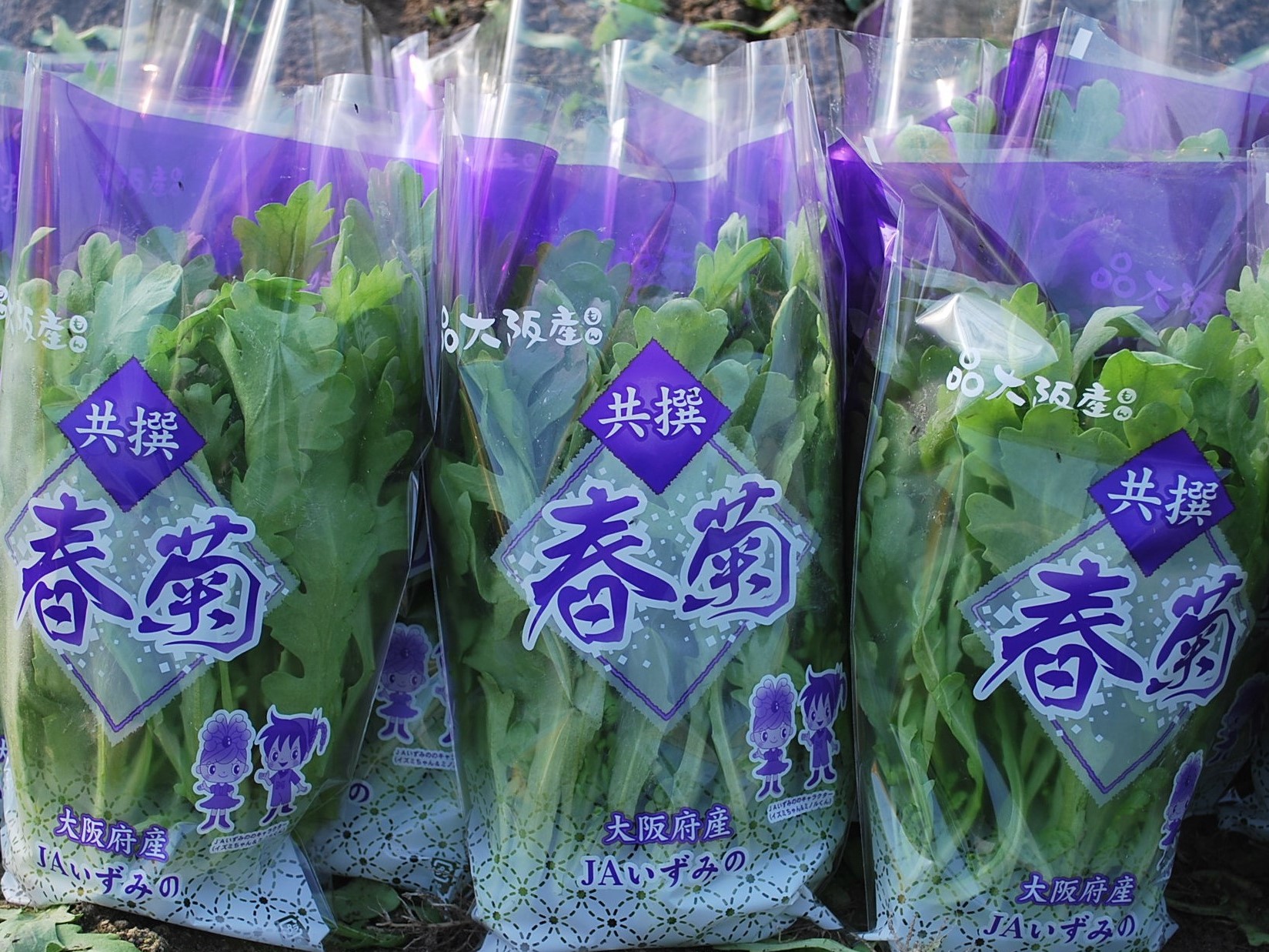 春菊の袋詰め商品