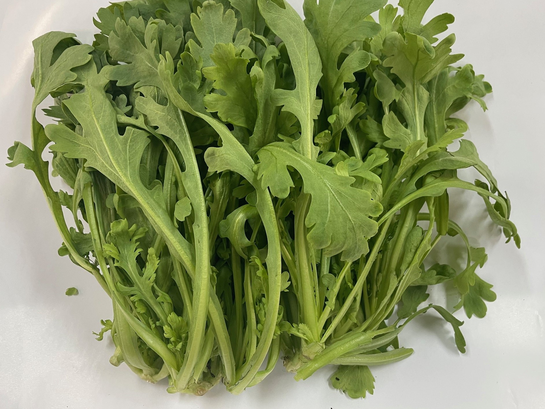 春菊の株張り型の品種