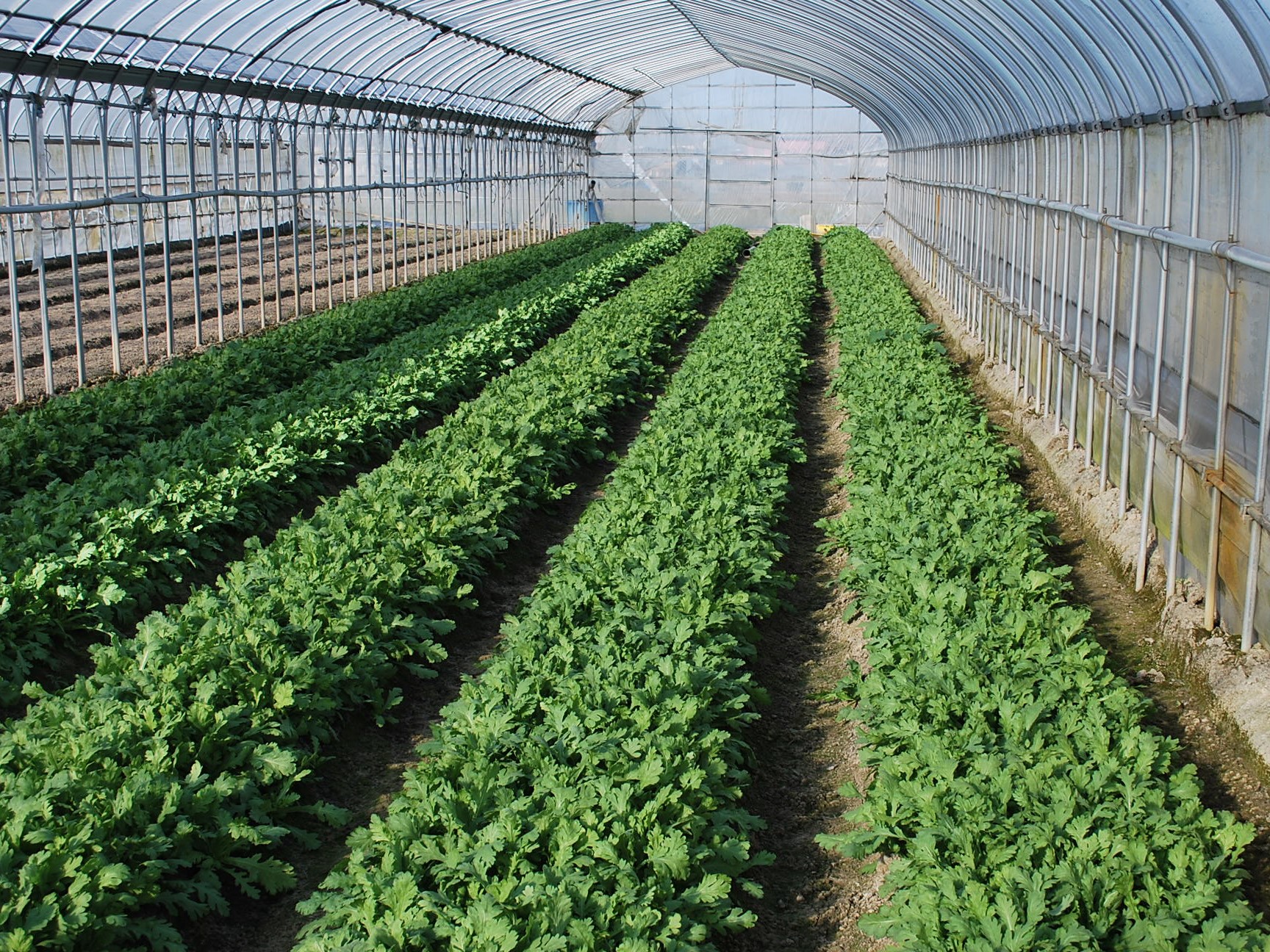 ハウス栽培の様子