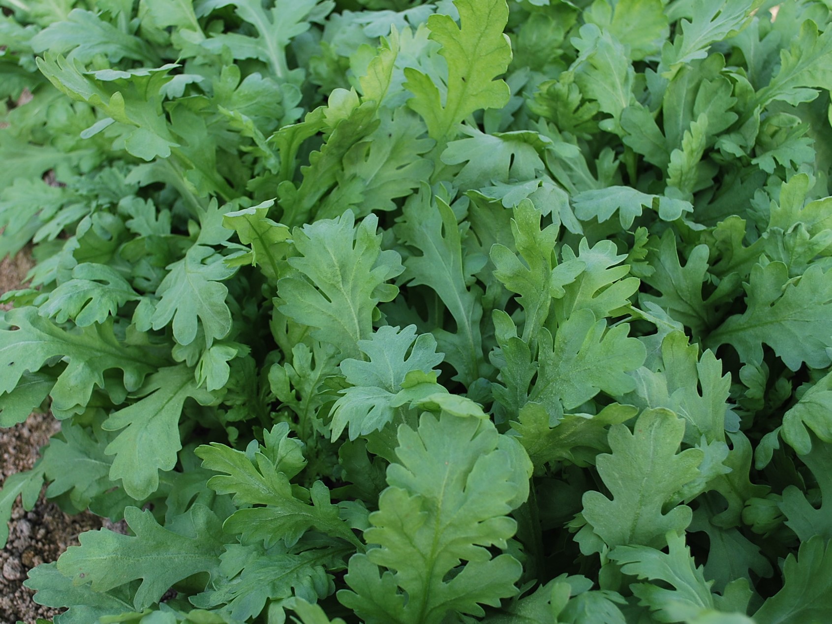 葉が柔らかいのが特徴です