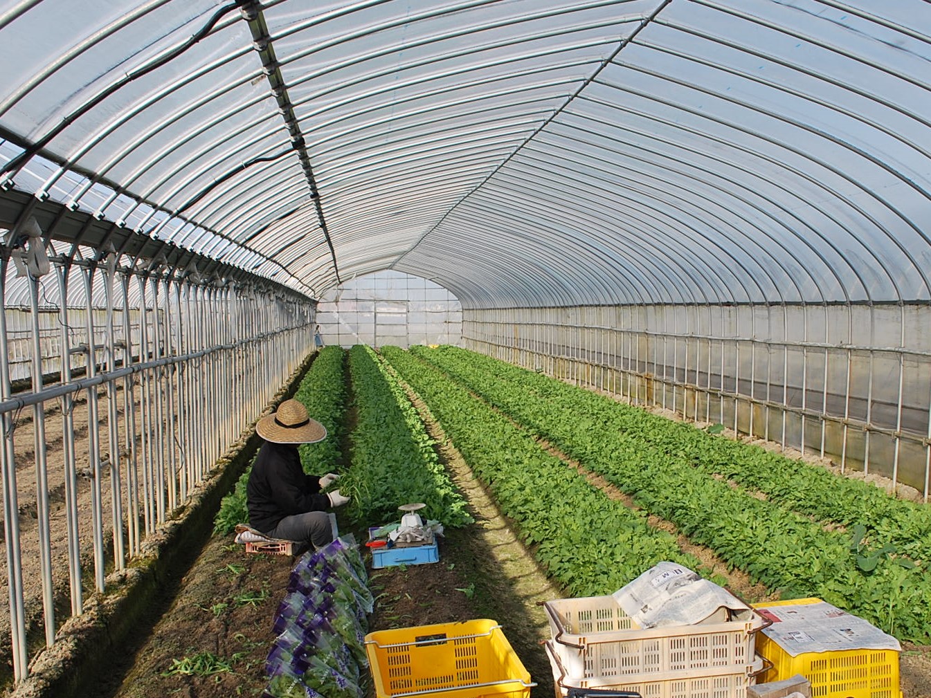 収穫作業の様子