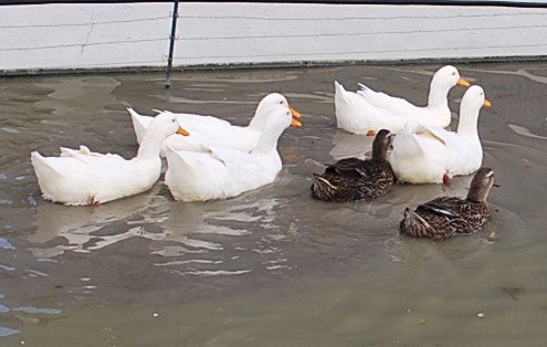 合鴨とアヒルが数羽楽しく泳いでいる