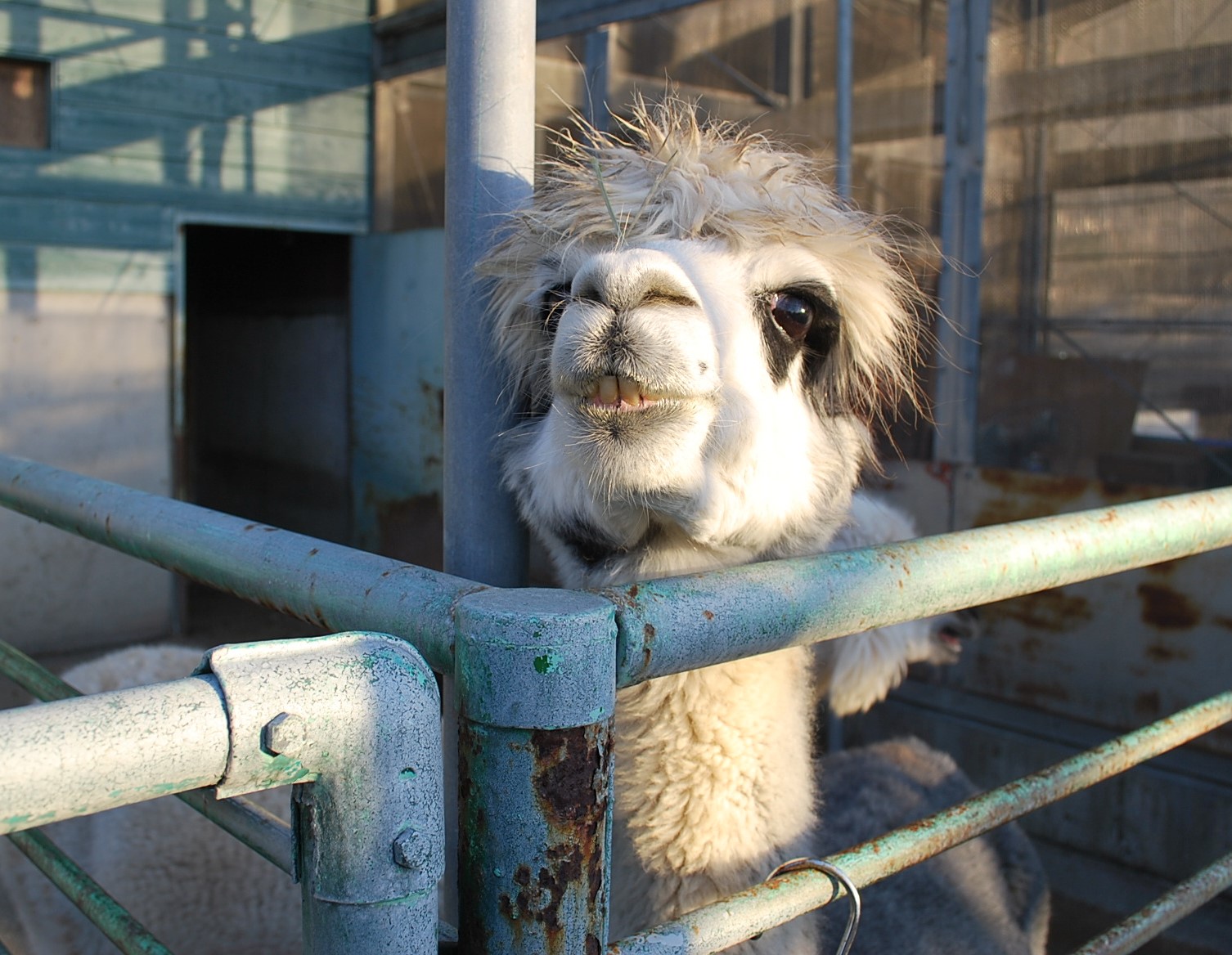 柵から顔をのぞかせるアルパカ