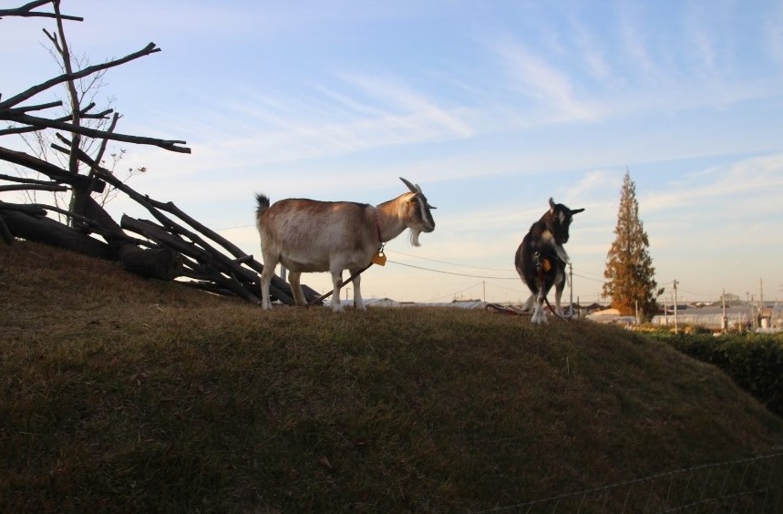 丘に立つヤギ