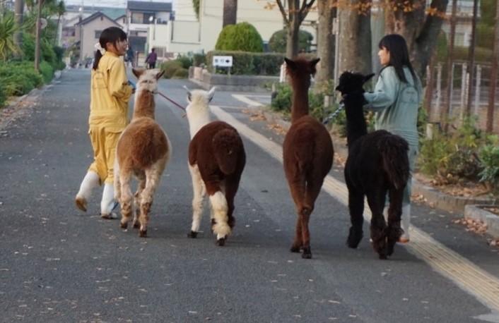 楽しそうに歩くアルパカ４頭と生徒たち