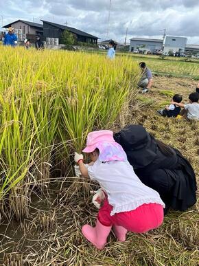 稲の根本をしっかり持ち手刈りする親子