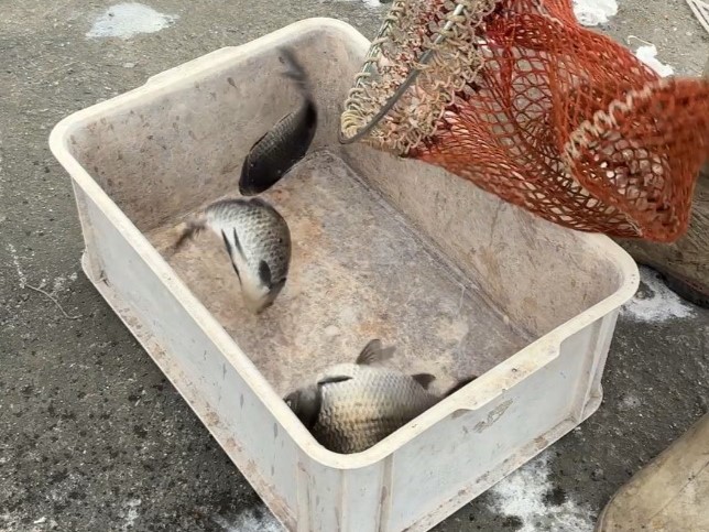 養殖池からあげられたフナ
