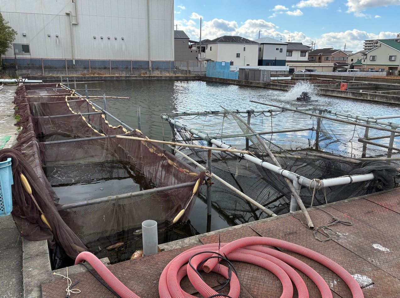 建物横の養殖池
