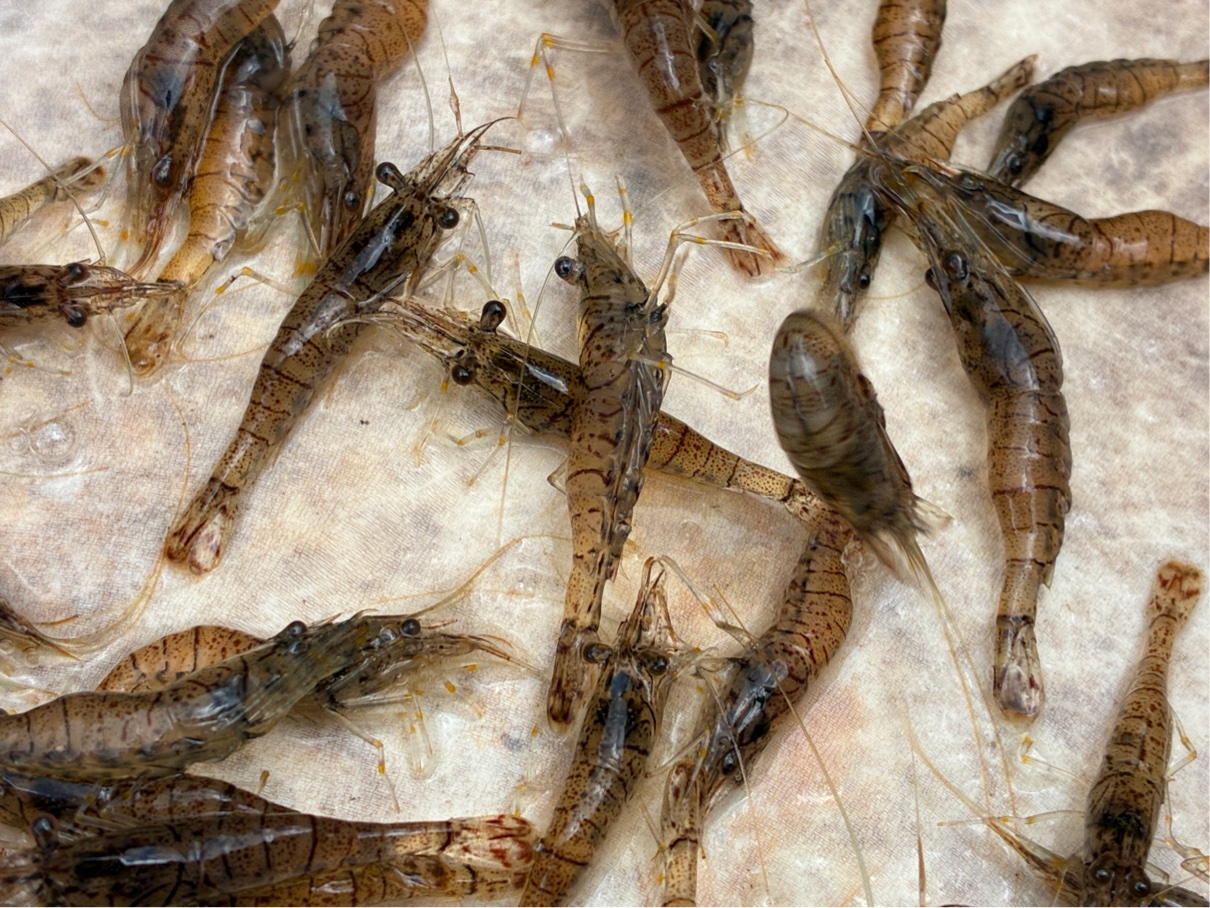 たくさんのエビ