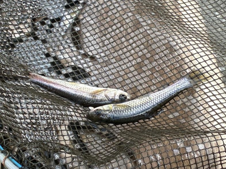 あみの中の小魚