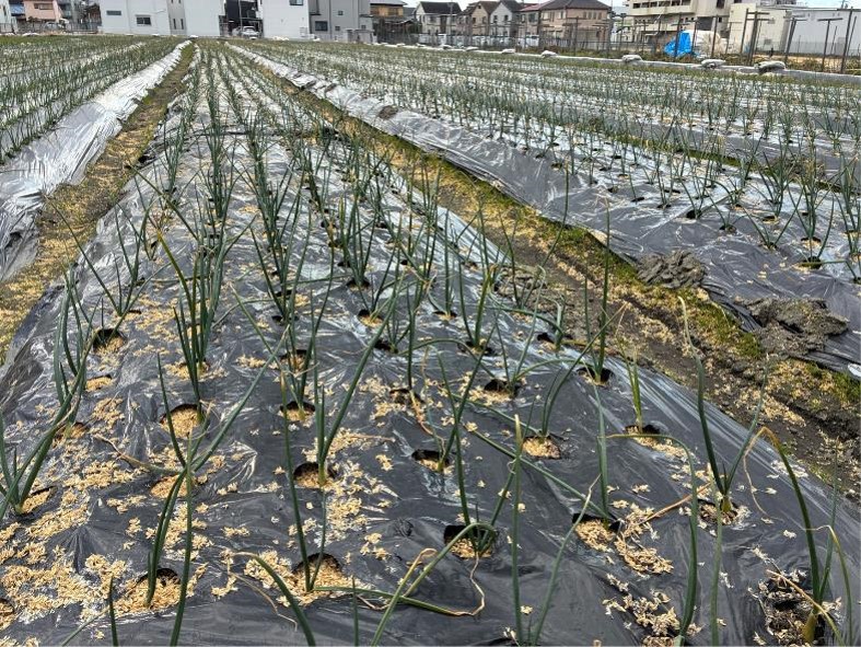 黒いビニールが張られた何列もの玉ねぎの畝