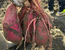 濃いピンクの立派なサツマイモ