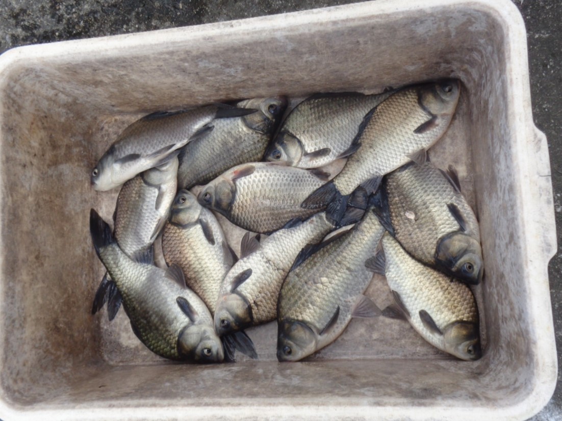 箱にいれられたフナ