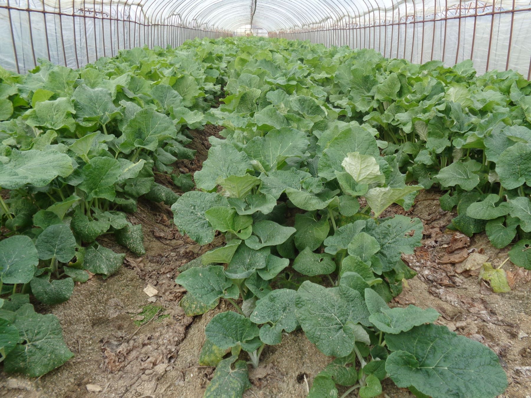 ハウス内に緑の葉が生い茂っている畝の様子