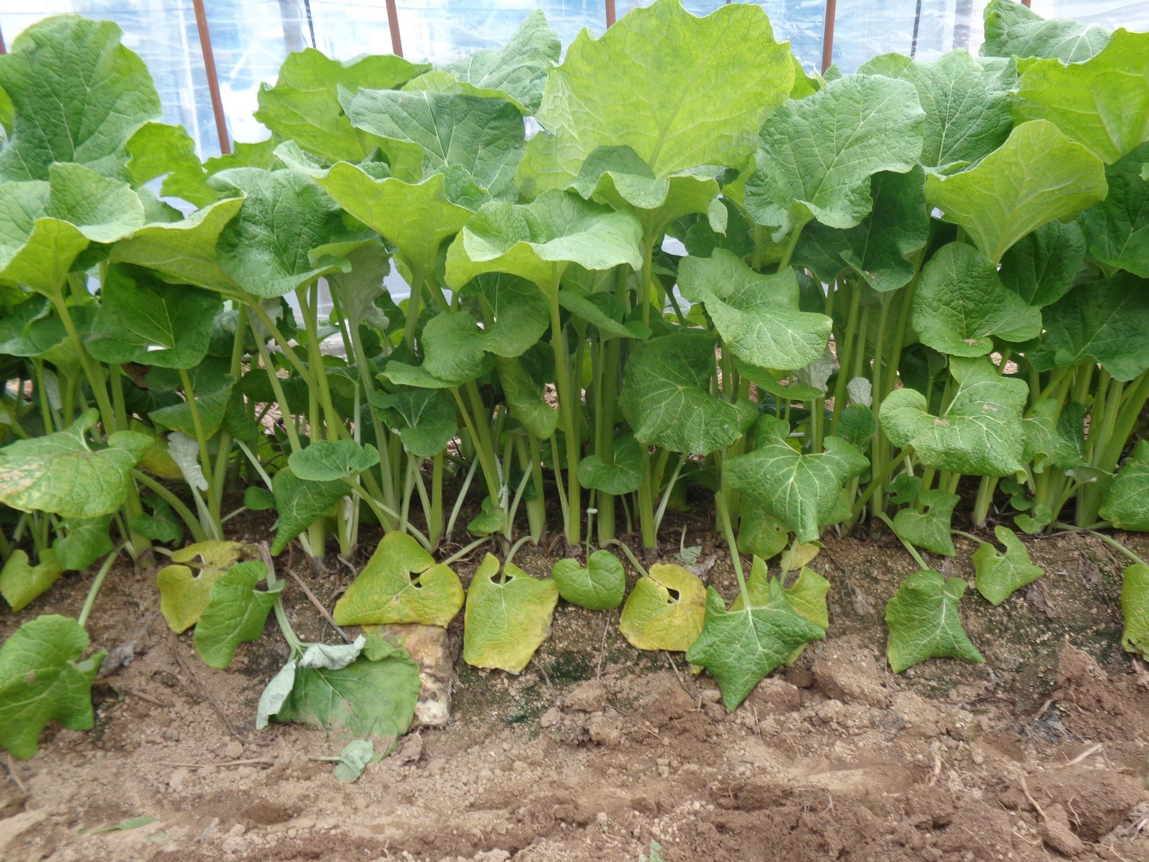 茎が長い八尾若ごぼうの様子
