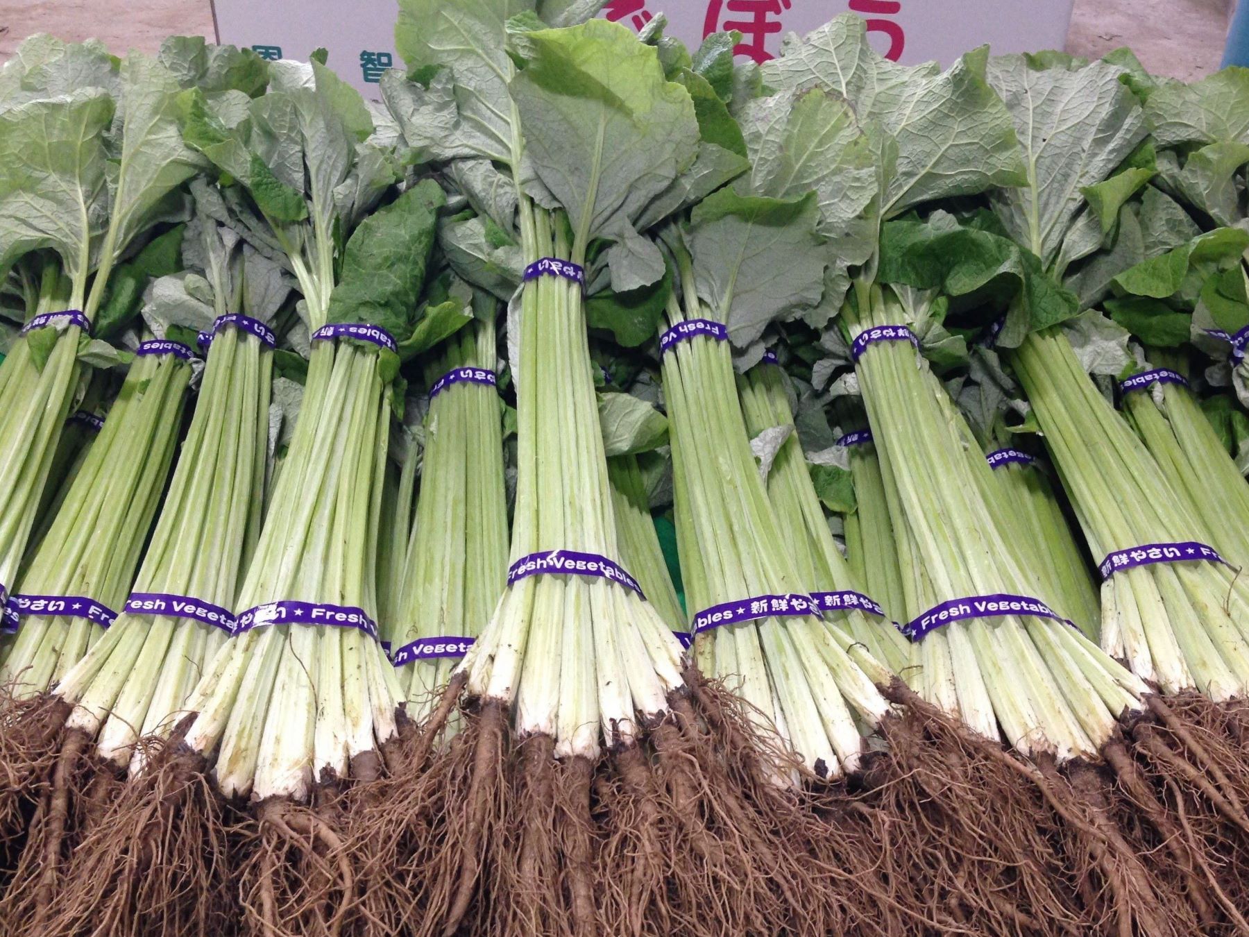 綺麗に並べられた八尾若ごぼう