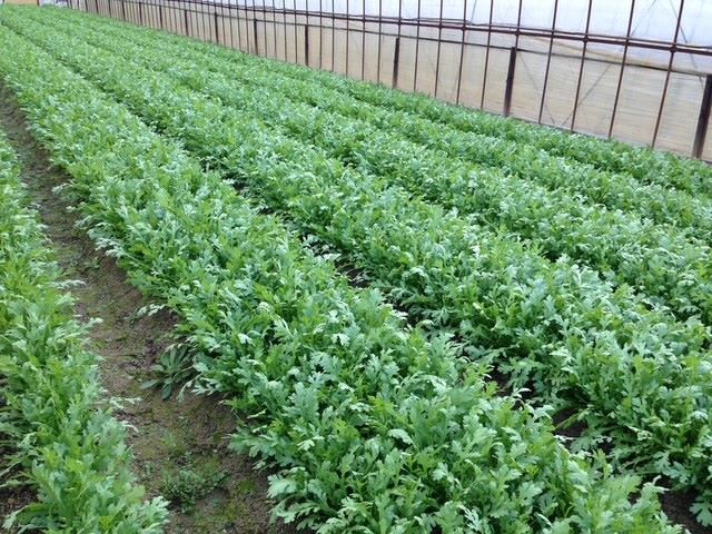しっかりと育った菊菜の畝