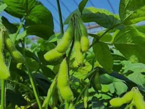 ぷっくりと実った枝豆